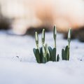 ПРОГНОЗ ПОГОДЫ | Весна близко! К выходным в Эстонии заметно потеплеет