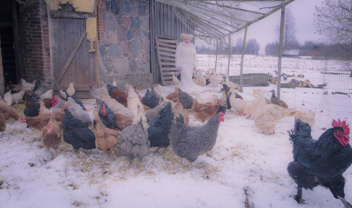 Billeneeve linnukari – kanad-kuked, pardid, haned, kalkun, vutid – sai alguse ühest valgest kingitud kanast. Vutte kutsus perenaine toredasti: tikrid!