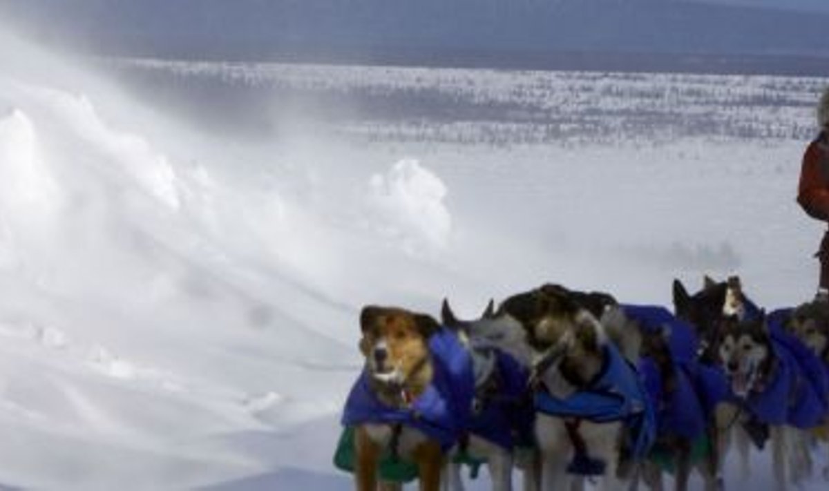 Sõit koerarakendil Alaskal