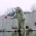 VIDEO ja FOTOD | Jääkarud nautisid oma pidupäeva täiel rinnal ja pakkusid külastajatele suurejoonelise vaatemängu