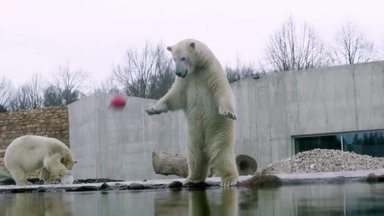 VIDEO ja FOTOD | Jääkarud nautisid oma pidupäeva täiel rinnal ja pakkusid külastajatele suurejoonelise vaatemängu