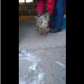 Headus ei ole ilmast kadunud: 9-aastase poisi üliarmas kirjeldus, kuidas ta külmunud koerakese ära päästis