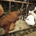 Veerandi Eesti lehmade lüpsmine sõltub välistööjõust, mida riik tahab tõrjuda