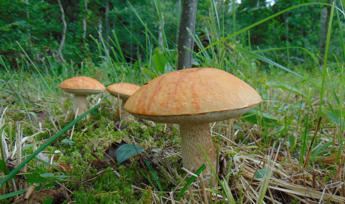 Haavapuravik ilmus meie kodumetsa puisniidu taastamise järel.