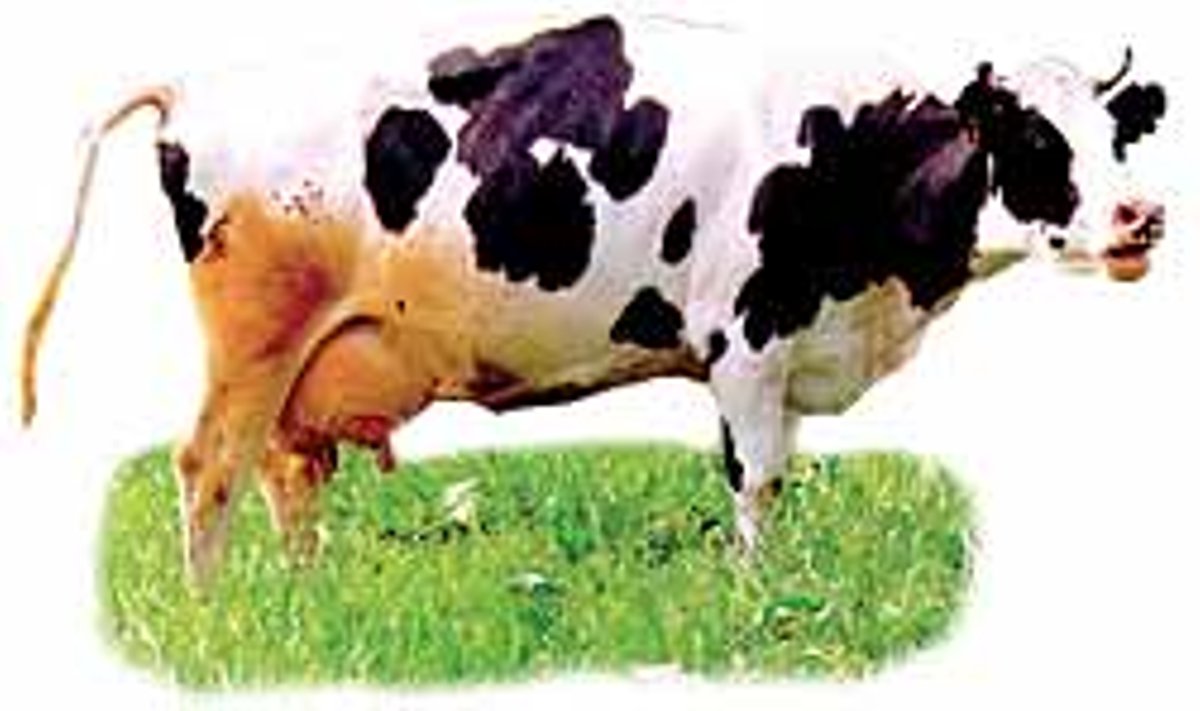 MA EI ELA HORMOONIDE PEAL: Eesti musta-valgekirju lehm sööb tervislikku toitu ja seetõttu pole ka tema piima põhjust karta.