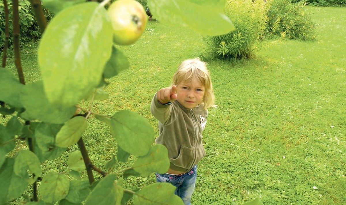 Viiene Lisbeth Pesur võib üle lugeda kõik õunad, mida puul umbes ta enda       vanuse jagu ongi. Tema isa Andrus Pesuri sõnul nende Märjamaa kodu aias tänavu suuremat õunakorjamist ei tule.