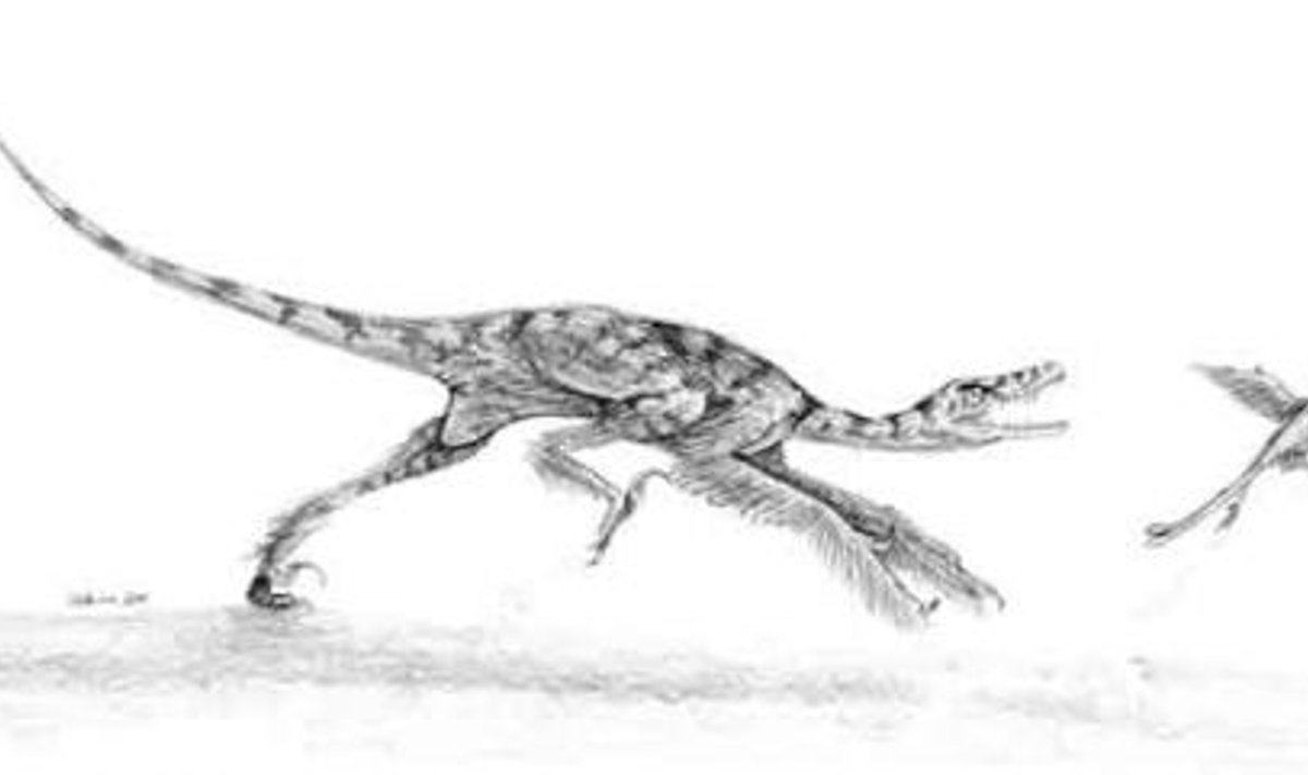 Mürgihammastega lihatoiduline  Sinornithosaurus. Pilt: Robert DePalma 