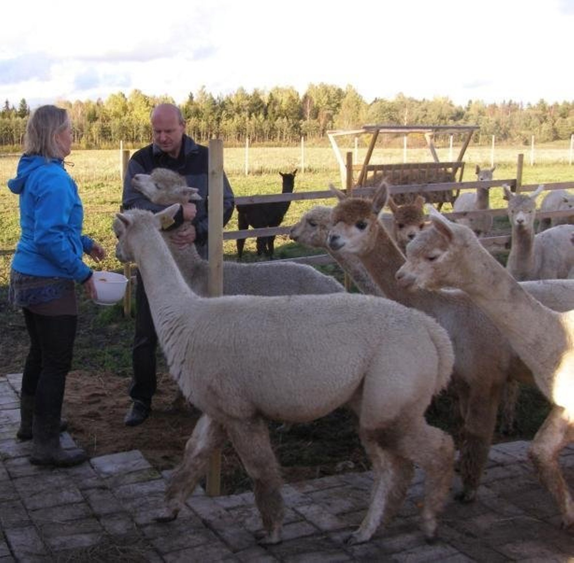 Are valla talus kasvavad alpakad loomad kes surevad ksi olles