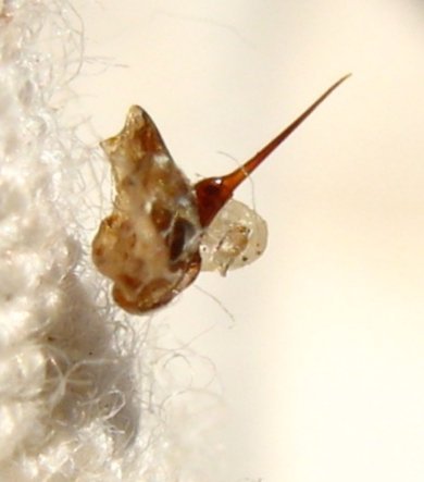 Selline näeb välja mesilase küljest eraldatud astel, mis on kaitsva materjali külge kinnitatud (Foto: Wikimedia Commons / SuperManu)