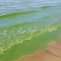 ВИДЕО | Осторожно! Сине-зеленые водоросли добрались и до Нарва-Йыэсуу