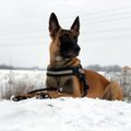 Четвероногий герой: полицейский пес Рикки спас жизнь девочки