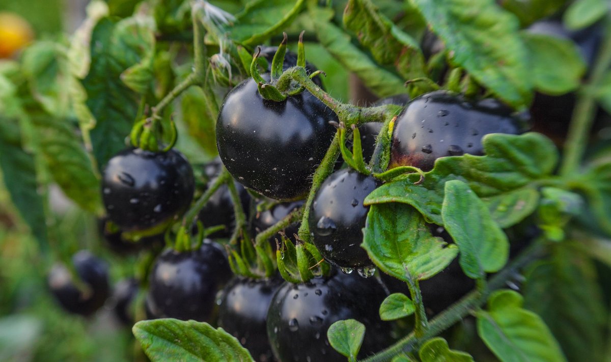 Tomatitaim on täitunud mustjaspurpursete viljadega.