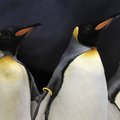 Teadlased: paks pingviin kukub kõhuli