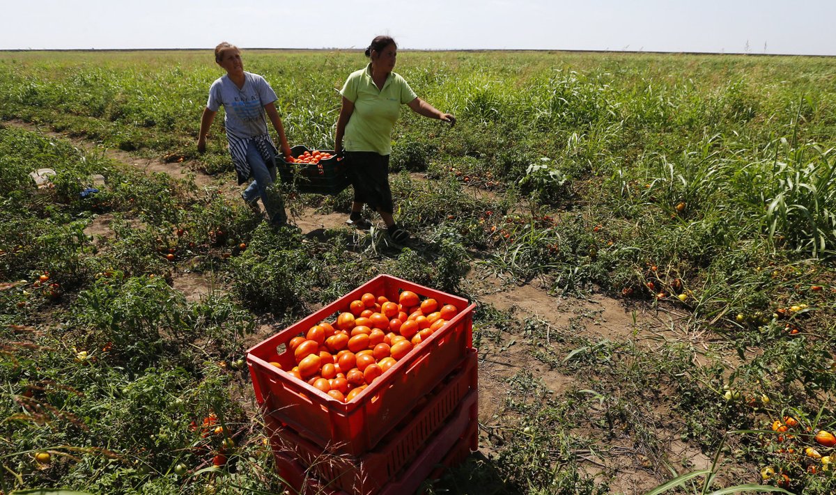 Töö Rumeenias asuval tomatipõllul