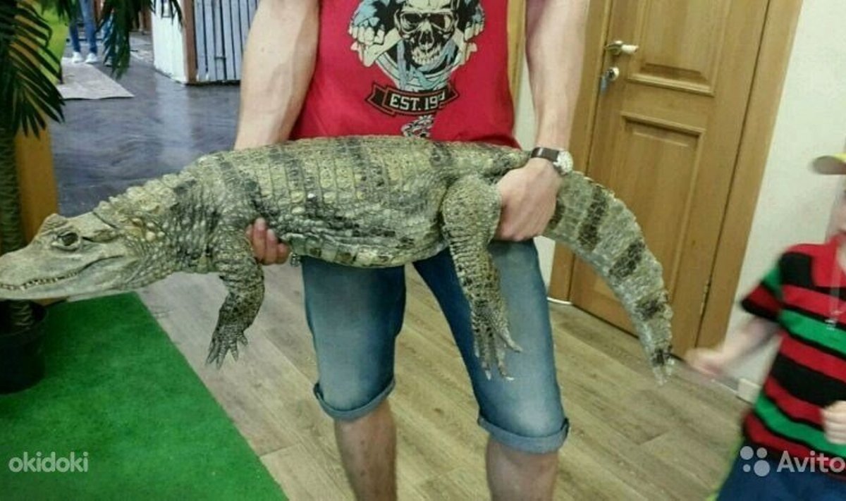 Internetis müüdav krokodill