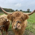 FOTOD JA VIDEOD | Imevahvad Kruusa talu loomad suudavad igaühe maale elama meelitada