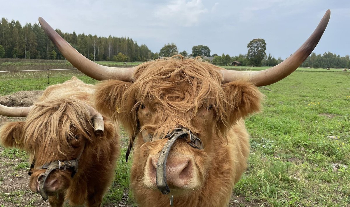 Kruusa talu šoti mägiveised Lonni ja Manni