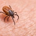 Врач предостерегает: в Эстонии клещи могут переносить вирус, похожий на малярию