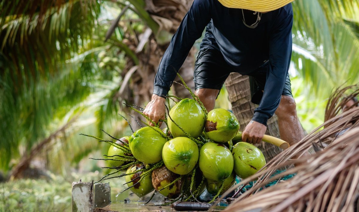 Kookospalmil on eriti rohkelt kasutusvõimalusi.