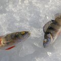 Eesti esimese kala-aabits õpetab 12 000 last kala sööma