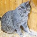 KODULEIDJA | Vilmar on kuninglik kass, kes valitseb maailma