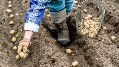Kartuliteadlane soovitab: kartuli mahapanekuga võiks külmade ilmade tõttu veidi oodata
