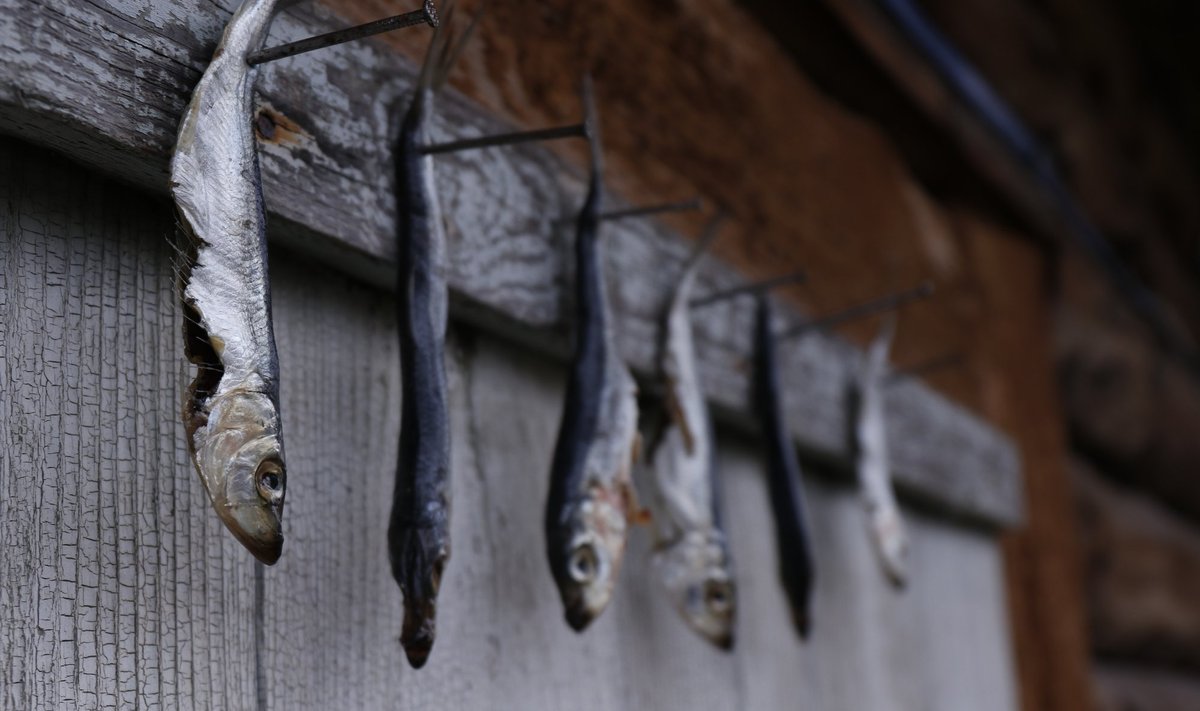 Silgud ukse küljes: Eesti veekogudest püütud kalad on kõik laias laastus kestlikud.