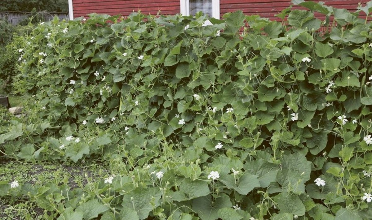 Heli Kuusk Saaremaalt kasvatab pudelkõrvitsaid pikal piirdeaial. Lopsakas taim sobib ülihästi vertikaalpindade katmiseks.