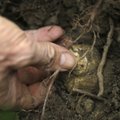 Saaremaa trühvlikasvandus annab esimese saagi kümne aasta pärast