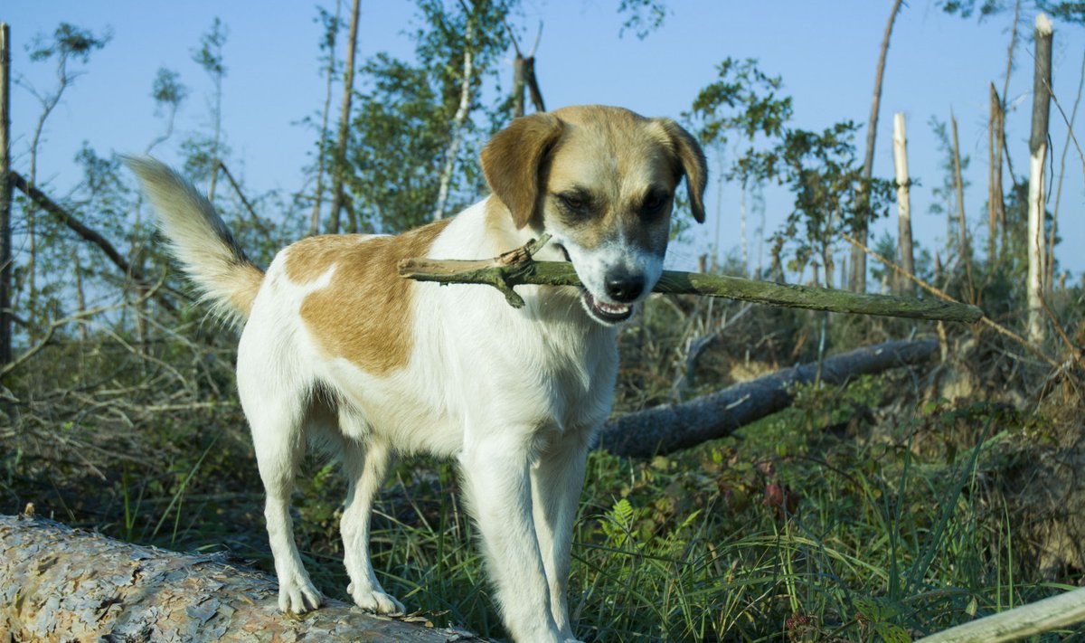 Koerad naudivad looduses ringi tuuseldamist, omaniku hooleks jääb tagada looma turvalisus.