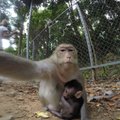 Tragöödia Indias: ahvid tapsid vastsündinu ja röövisid ta kaksikõe