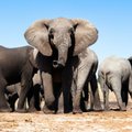 Aafrika riigi värske otsus lubada elevante küttida on tekitanud üllatust ja kriitikat