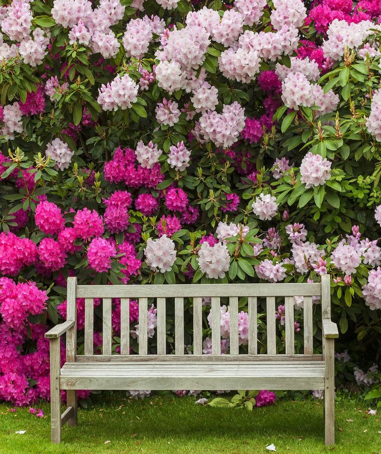 Kui kasvukoht on rododendroneile sobiv, rõõmustavad nad igal aastal uhkete õitega.