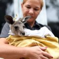 ВИДЕО: В Австралии усыпляют кенгуру, пострадавших от пожаров. Говорят, что это гуманно