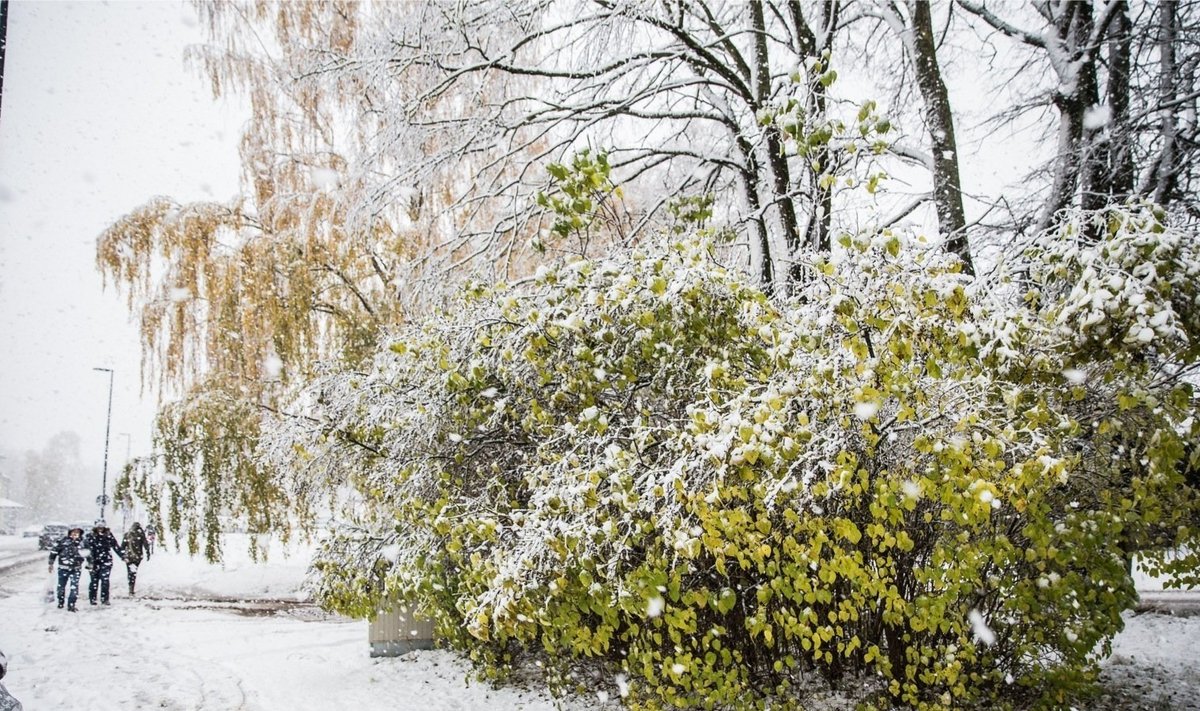 Esimene lumi tuli Tartumaal tänavu oktoobri lõpus ajal, mil puud polnud jõudnud lehtedest loobuda.