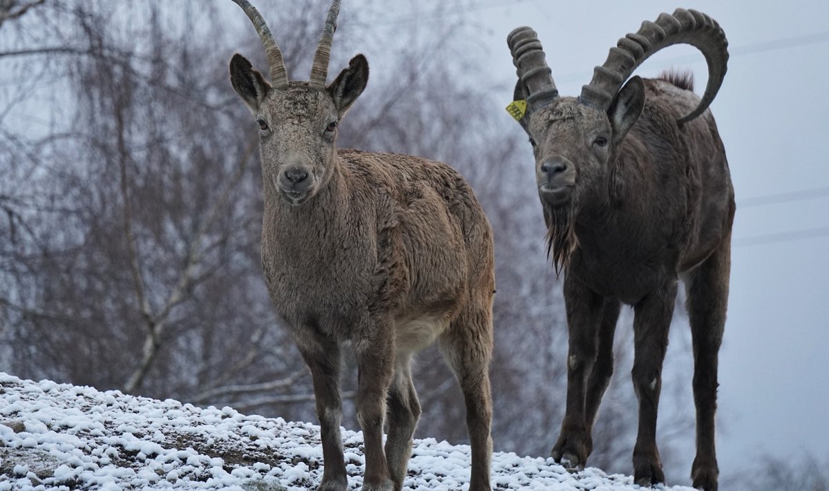 Siberi kaljukitsed