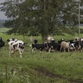Valitsuse kiire abi peataks piimakarja vähendamise