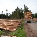 Рийгикогу обсудит развитие лесной и деревообрабатывающей промышленности