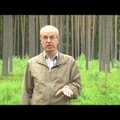 Научное видео: как рубить лес