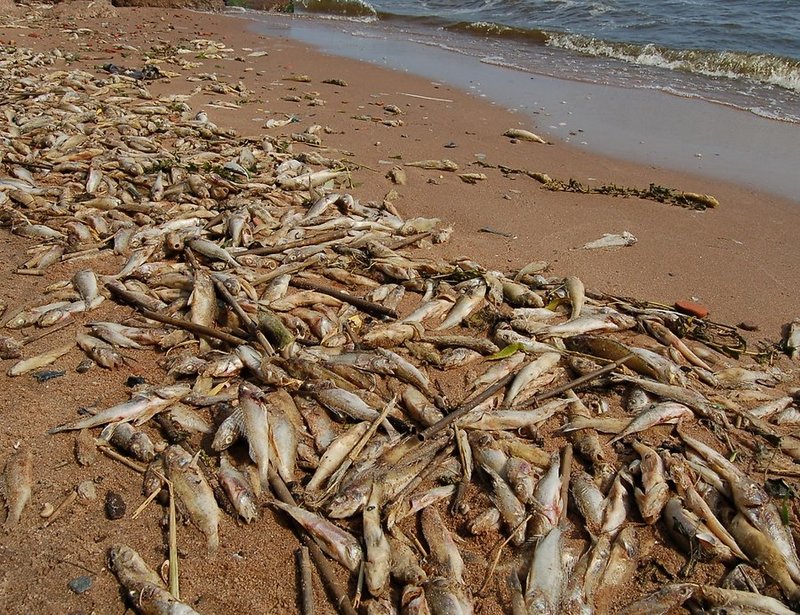 Рыба чудского озера. Экологическая катастрофа на Байкале. Мертвая рыба на берегу. Экология рыб.