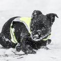Kisub pakaseliseks: milline temperatuur on koera jaoks ohtlik?