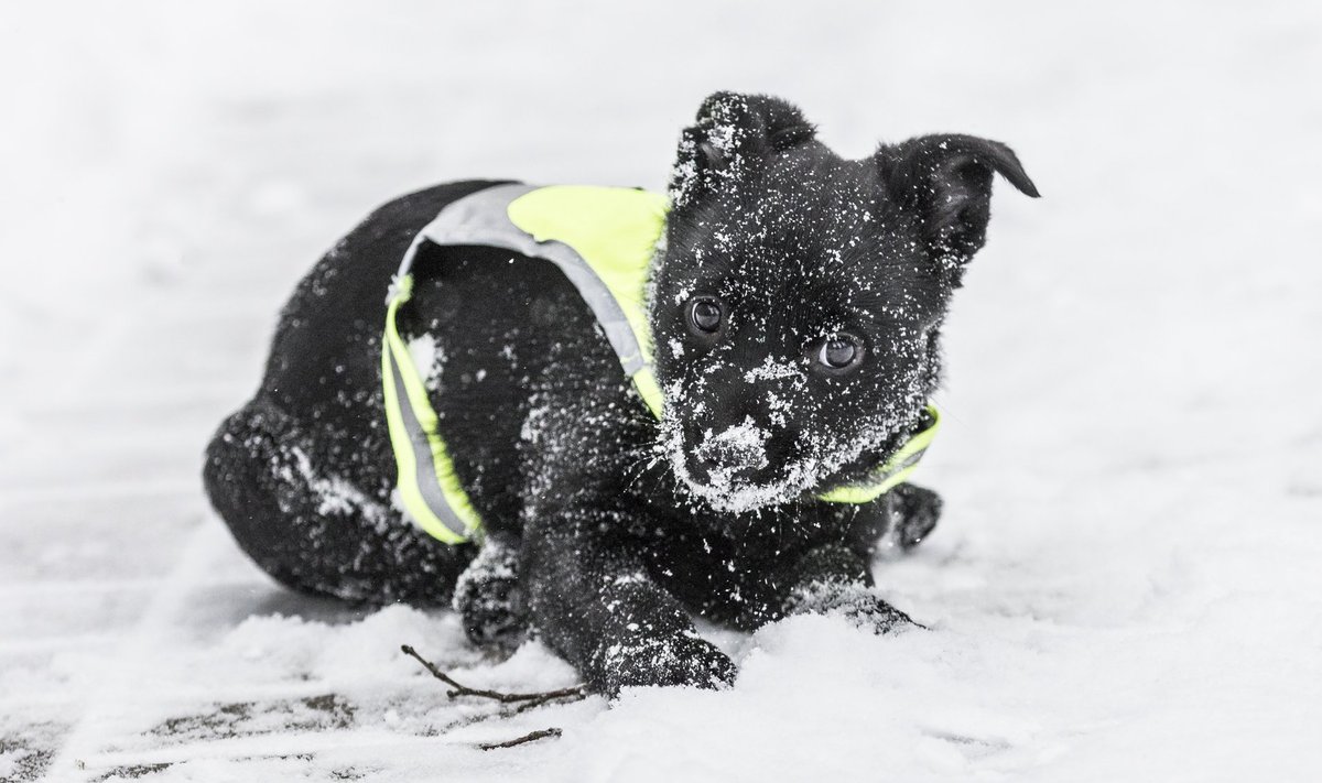 Suuremad koeratõud taluvad külma väikestest pisut paremini