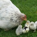Põnevaid fakte kanade kohta: need sulelised on targemad kui sa arvatagi oskad