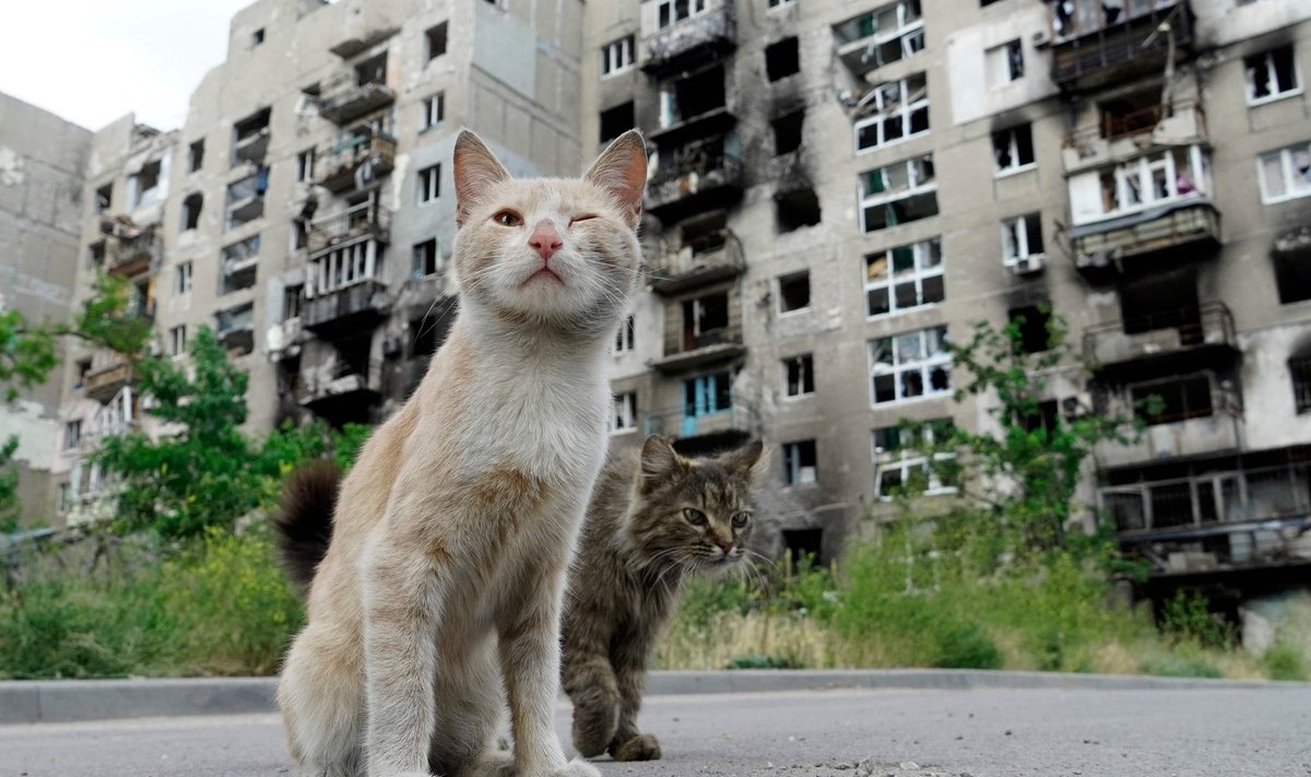 Коты на фоне разрушенного жилого дома в Мариуполе, июль 2022 год.