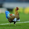 FOTOD/VIDEO: Klubis pettunud Blackburni fännid viskasid väljakule kana!
