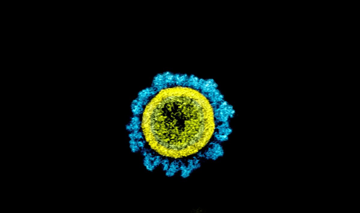 Koroonaviiruse Briti tüve osake - rakkudega seonduv ogavalk sinisega