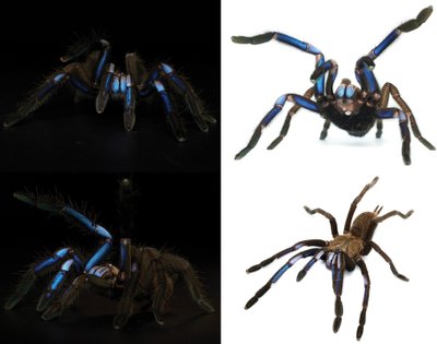 Chilobrachys natanicharum