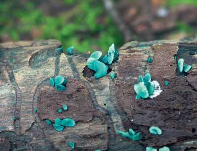 Rohetiksikut leiab lehtpuude surnud okstel, Eestis laialt levinud. Kuna ta on pisike, siis enamasti ei pane me teda tähelegi. Tema elutegevus värvib puidu roheliseks. Kui niiskus ja õhutemperatuur on seenele sobilikud, võivad viljakehad ka helendada – tasub looduses uudistada, kas õnnestub näha. 
