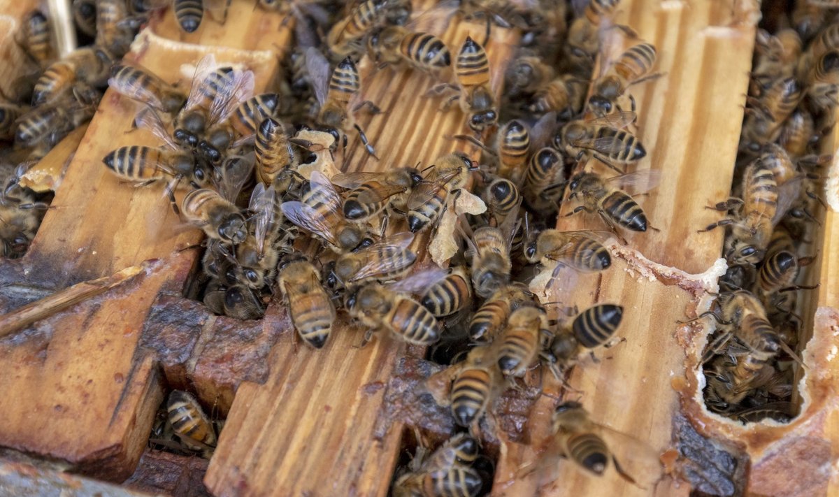 Selleks et mesilased terved ja tragid oleksid, peavad põllumehed ja mesinikud eelkõige omavahel suhtlema.