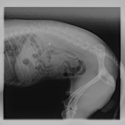 Loomakliinikus tehtud röntgenfoto